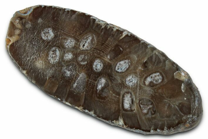 Cut & Polished Fossil Cycadophyte Cone (Half) #346864